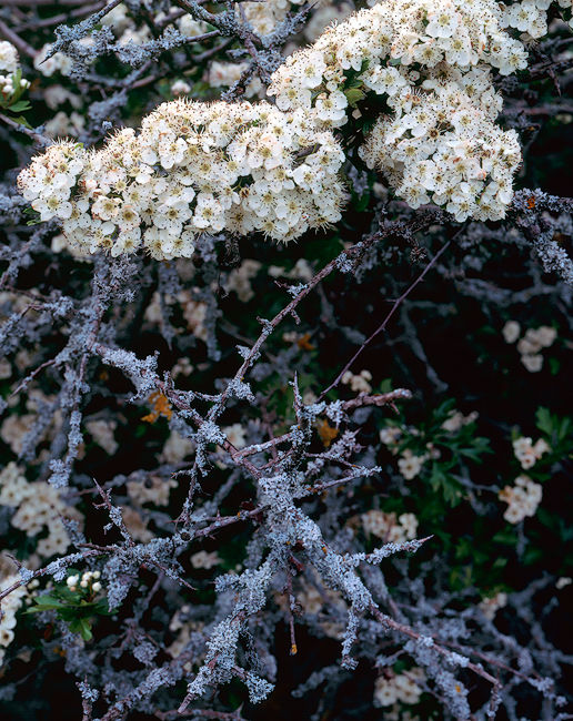 'Rusty Flowers'