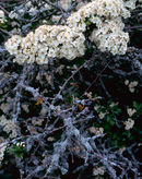 May Blossom