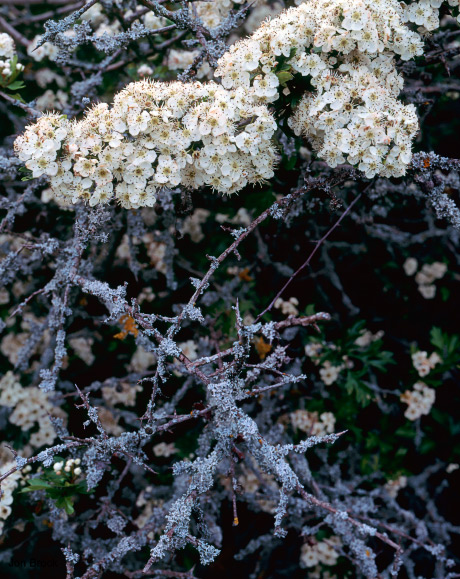 'Rusty Flowers'