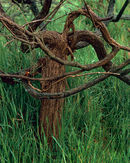 'Tangled Gorse'