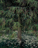 'Millington Cow Parsley'