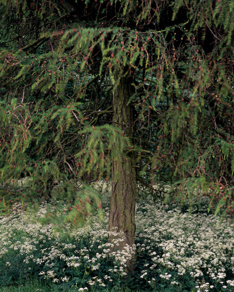 'Millington Cow Parsley'