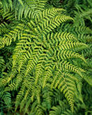 'Fern'