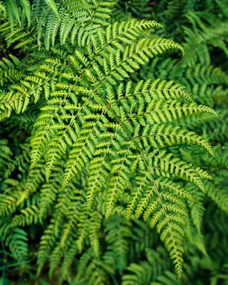 'Fern'