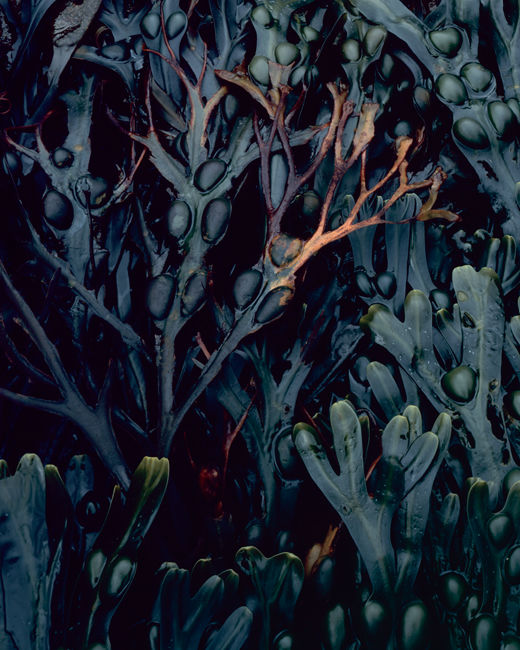 'Mulgrave Detail #7'
