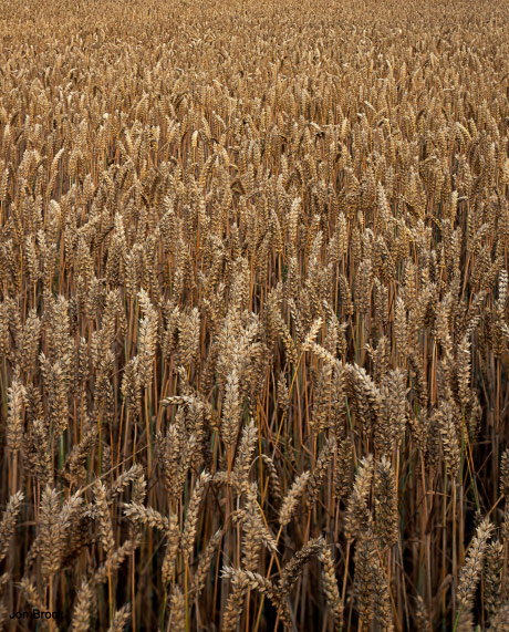 'Corn Field'