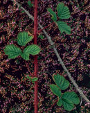 'Brambles and heather'