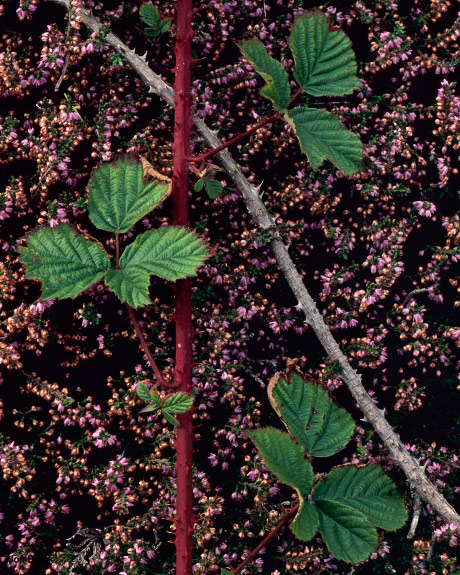 'Brambles and heather'