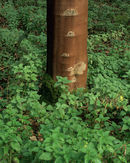 R0519v fern2tree 11-copy