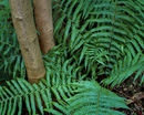 R0520v fern2treeb 11-copy