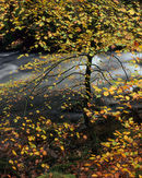 'Silhouetted Tree in Langdale'