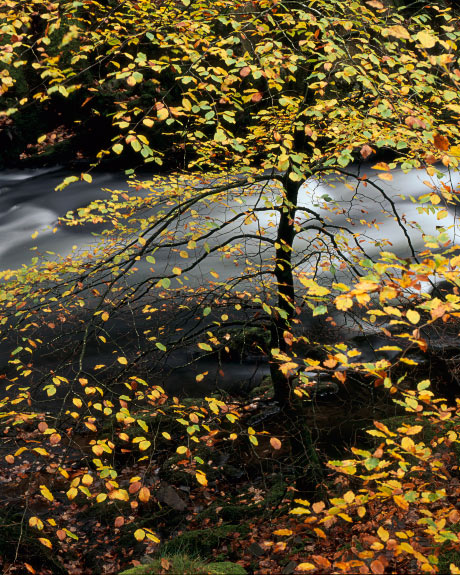 'Silhouetted Tree in Langdale'