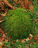 'Round Moss'