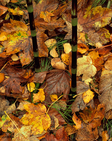 'Leaves in the Wolds'