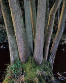 'Side lit tree'