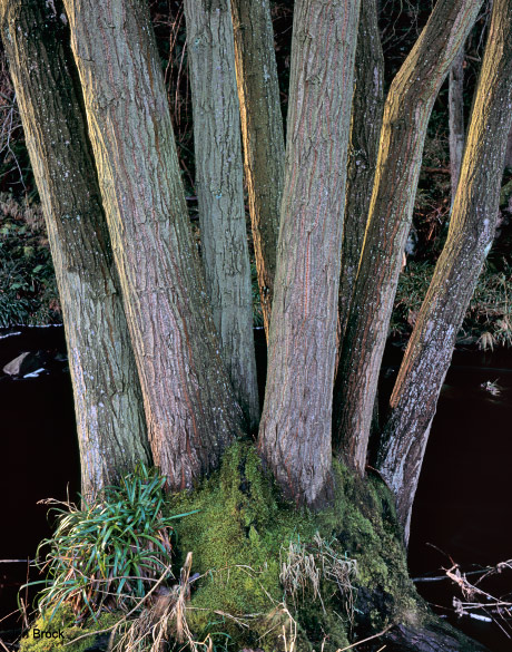 'Side lit tree'