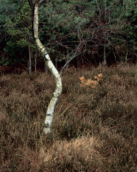 'Skipwith Composition 2'