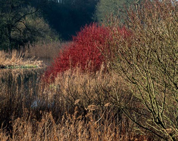 'Bishop Wilton Pond'