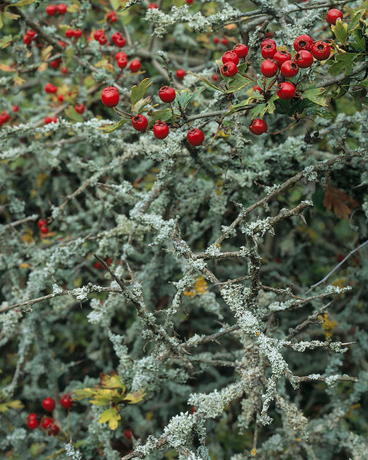 'Rusty Berries'