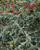'Rusty Berries'