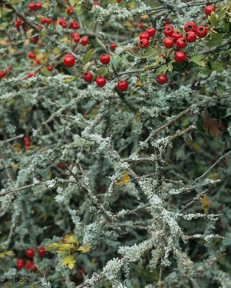 'Rusty Berries'