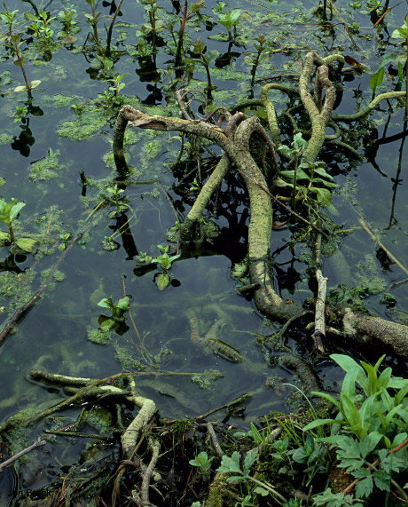 'Roots'