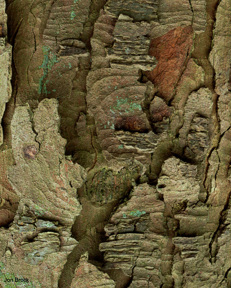 'Bark'
