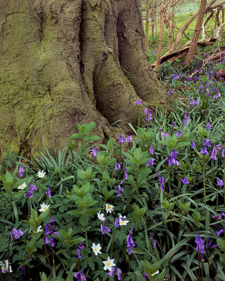 'Bluebells'