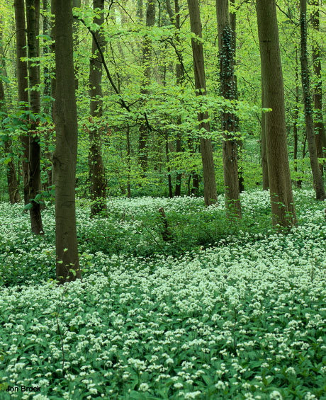 'Spring Woods in the Wolds'