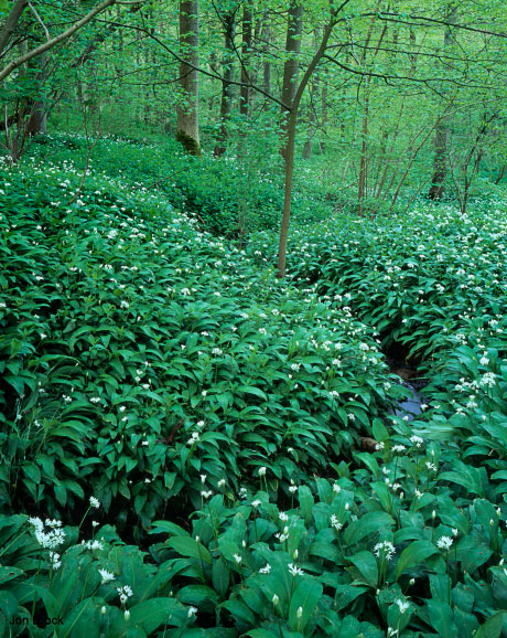 'Nunburnholme Woods'