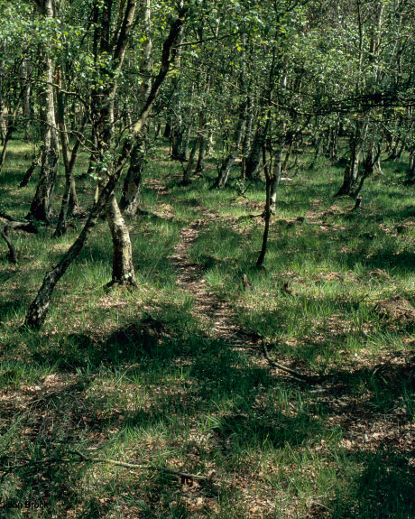 'Skipwith Birch Trees'