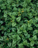 'Nettles'