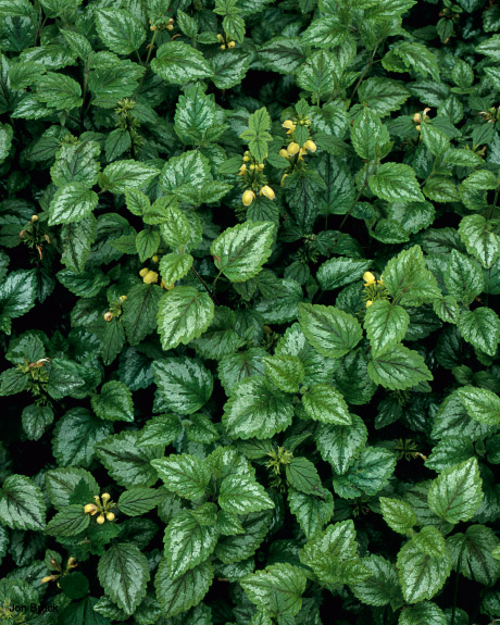 'Nettles'