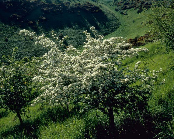 'Welldale'