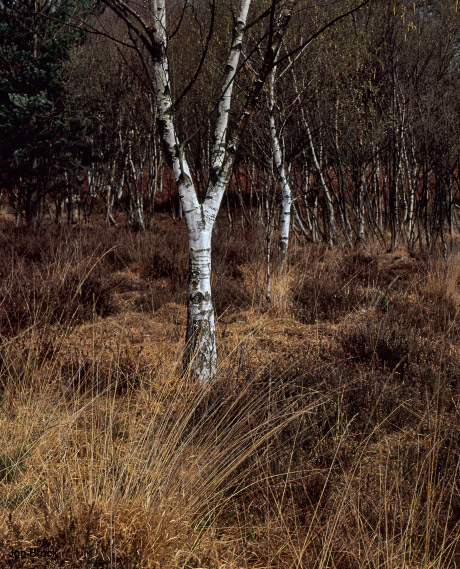 'Silver Birch at Skipwith'