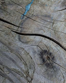 'Abstract #6 Mulgrave'