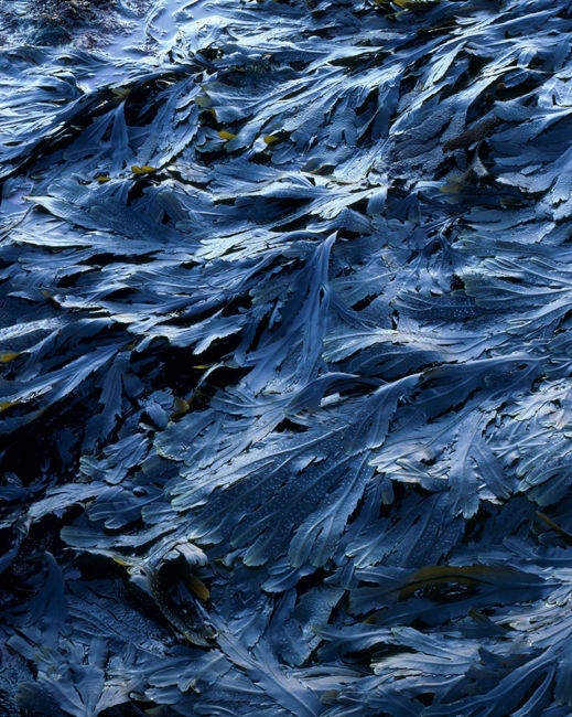 'Mulgrave Detail #6'