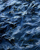 'Mulgrave Detail #6'