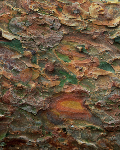 'Scots Pine Bark'