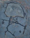 'Abstract #10 Mulgrave Alien II'