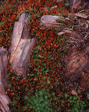 R0650ranstumps4-copy