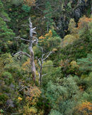 RL0010-Knarled-Tree-07 p-copy
