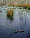 RL0015-Swamp-08 p-copy