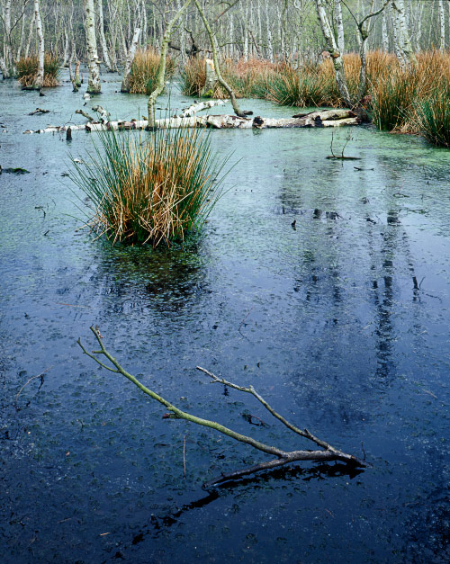 'Wetland Heath, Skipwith'