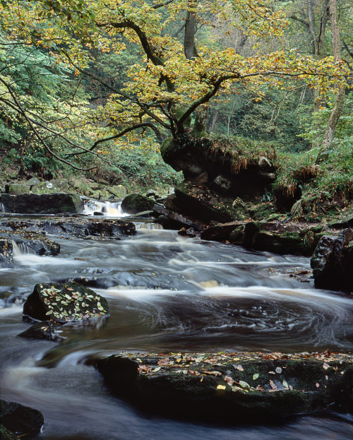 'Autumn at West Beck'