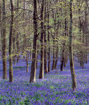 'Bluebells at Ashridge Forest'