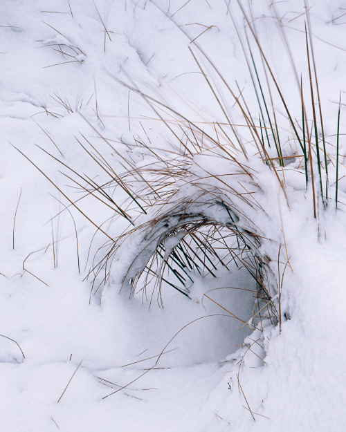'Curls of Grass'