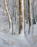 'Silver Birch in the Snow'