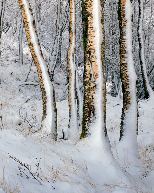 'Silver Birch in the Snow'