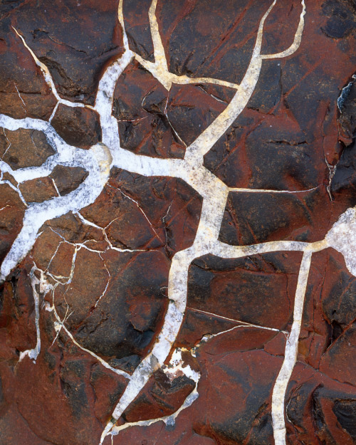 'Living Fossil'